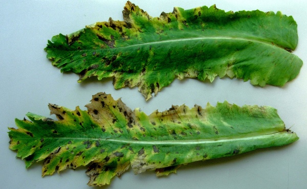 Helmintosporiov&aacute; nekr&oacute;za m&aacute;ku na listech