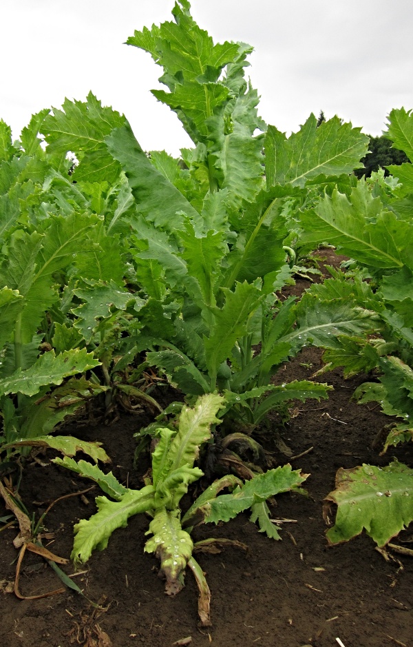 V popřed&iacute; rostlina napaden&aacute; pl&iacute;sn&iacute; m&aacute;ku