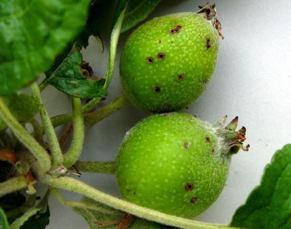 Plůdky po&scaron;kozen&eacute; zobonoskami 