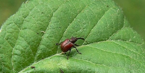 Zobonoska ovocn&aacute;