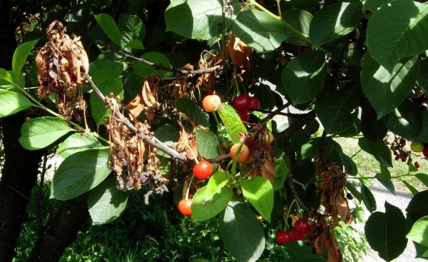 Moniliov&yacute; &uacute;žeh květů peckovin