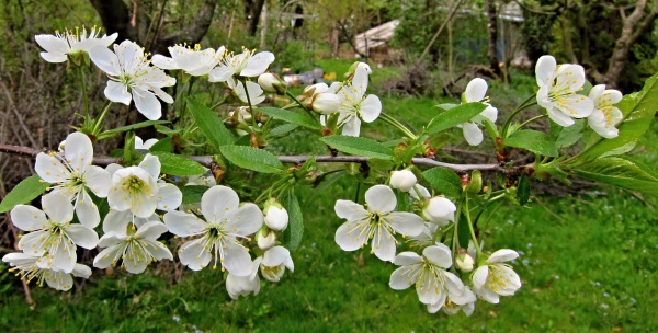 Až po f&aacute;zi pln&eacute;ho květu se slivoně o&scaron;etřuj&iacute; proti pilatk&aacute;m