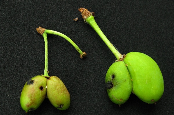 Po&scaron;kozen&iacute; plodů pilatkou &scaron;vestkovou