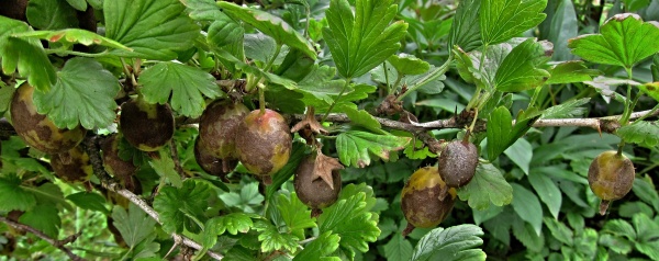 Hněd&eacute; padl&iacute; angre&scaron;tu