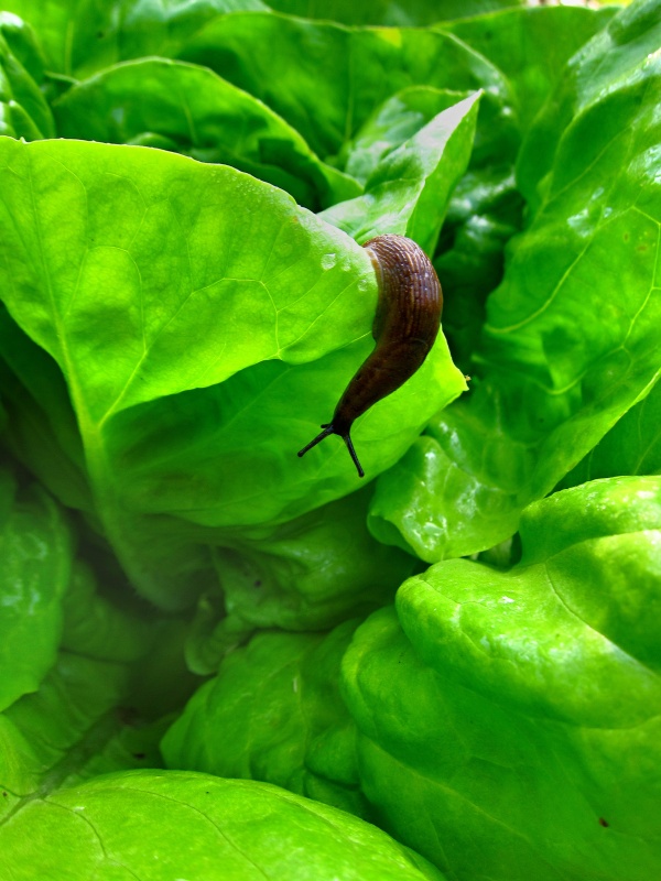 Slim&aacute;čkům svědč&iacute; vlhko