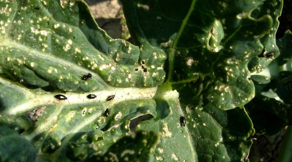 Dřepč&iacute;ci &scaron;kod&iacute; na brukvovit&eacute; zelenině