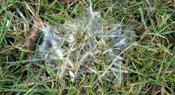 Pl&iacute;seň sněžn&aacute; v&nbsp;tr&aacute;vn&iacute;ku