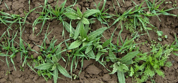 Pcháč rolní lze v obilninách dobře regulovat