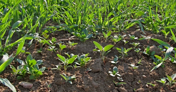 Plevele v jarním ječmeni lze regulovat od počátku odnožování