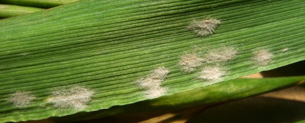 Padlí ječmene může redukovat počet odnoží