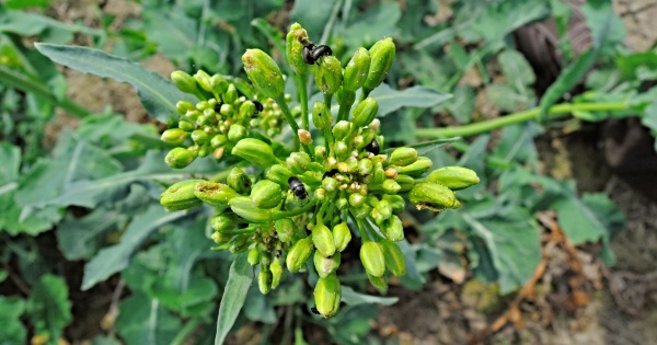 U blýskáčka řepkového byly zjištěny rezistentní populace