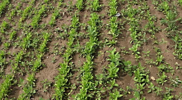 Plevele v máku nesmějí přerůst