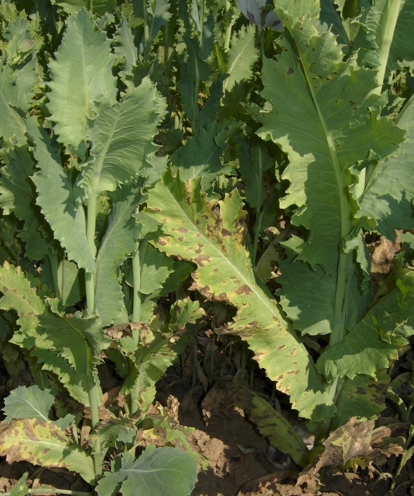 Pleosporová hnědá skvrnitost máku