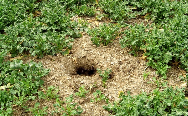 Hraboše polního je třeba regulovat především na jaře