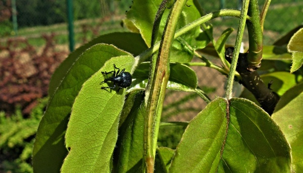 Zobonosky zjišťujeme sklepáváním