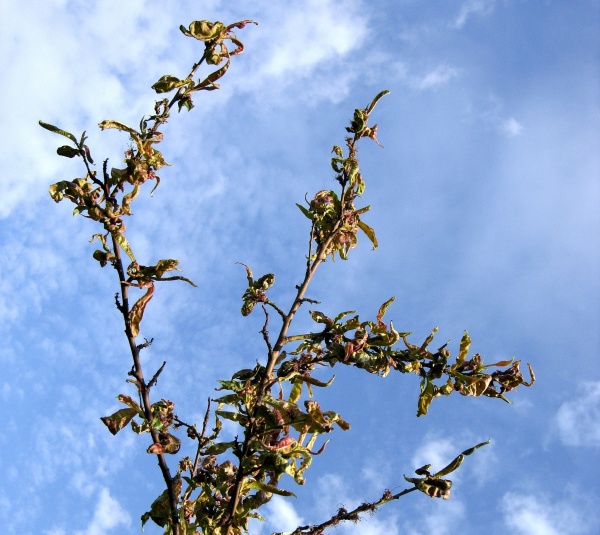 Kadeřavost broskvoně – ošetření po objevení příznaků je neúčinné