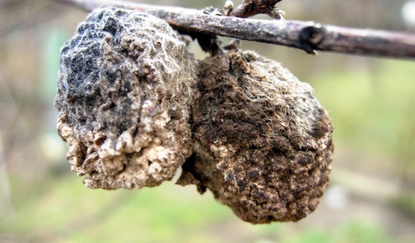 Zdrojem infekce spály peckovin jsou mumifikované plody
