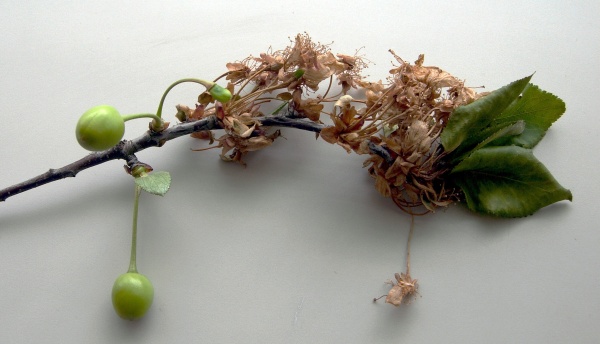 Moniliovou spálu peckovin lze regulovat na počátku kvetení