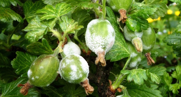 Hnědé padlí angreštu lze regulovat při rašení keřů