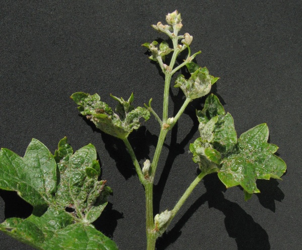 Réva poškozená hálčivcem - vlnovníkem viničným