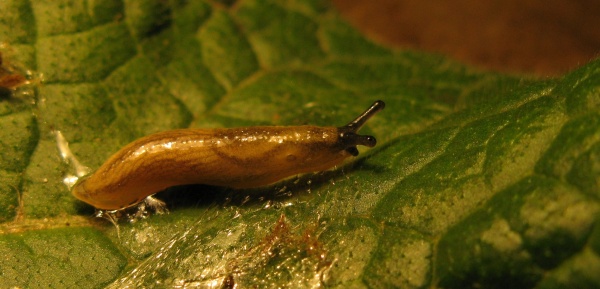 Proti slimáčkům jsou povoleny návnadové přípravky