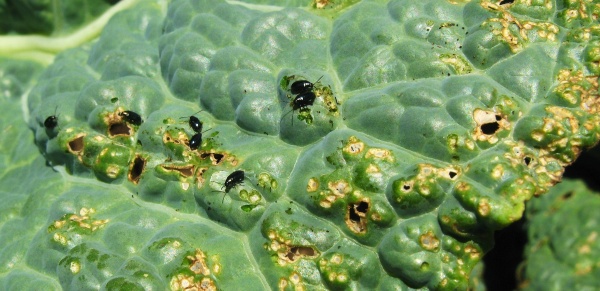 Dřepčíci poškozují listovou plochu košťálovin