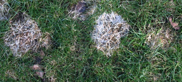 Fungicidní ošetření plísně sněžné v trávníku je zbytečné