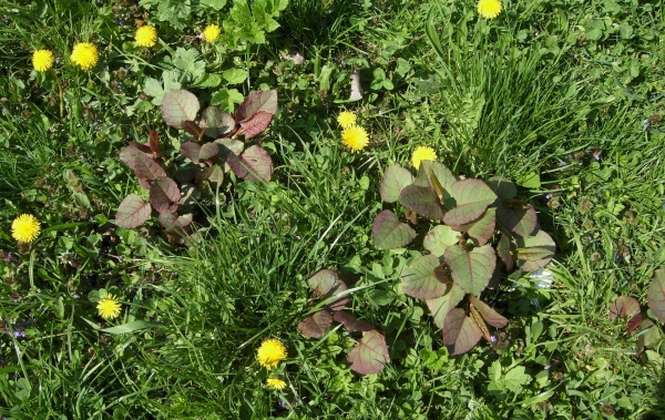 Křídlatku v trávníku lze likvidovat lokální - bodovou aplikací heribidu Garlon New