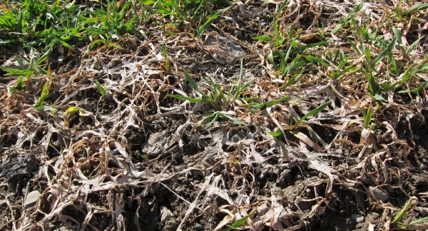 Palu&scaron;ka travn&iacute; se může pod&iacute;let na vyzimov&aacute;n&iacute; porostů ozim&yacute;ch obilnin