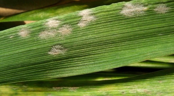 Ječmen je citliv&yacute; na napaden&iacute; padl&iacute;m