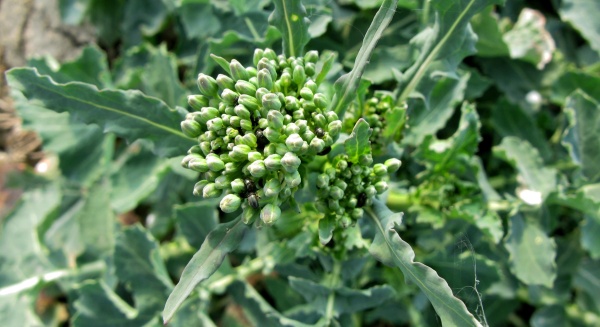 Při ochraně proti bl&yacute;sk&aacute;čkovi je nutn&eacute; využ&iacute;vat antirezistetn&iacute; strategie