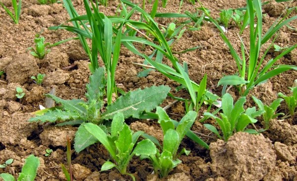 Plevele v&nbsp;m&aacute;ku nemaj&iacute; přerůst optim&aacute;ln&iacute; f&aacute;zi pro jejich regulaci