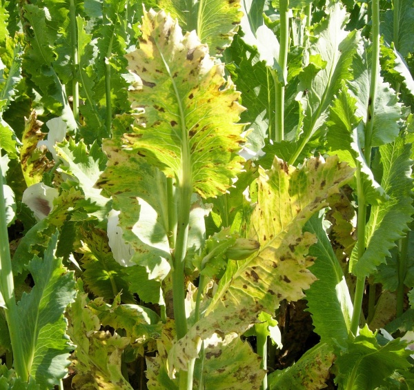 Pleosporov&aacute; skvrnitost m&aacute;ku se projevuje na vět&scaron;&iacute;ch rostlin&aacute;ch až v&nbsp;době květu  