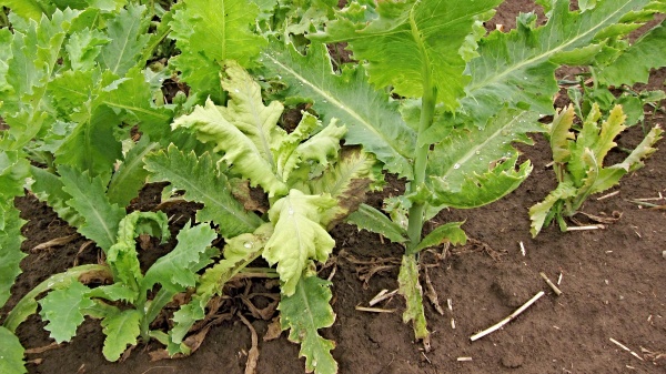 K infekci pl&iacute;sn&iacute; m&aacute;ku doch&aacute;z&iacute; v&nbsp;proběhu cel&eacute; vegetace