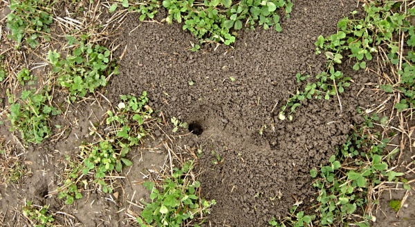 Aktivn&iacute; nora hrabo&scaron;e poln&iacute;ho