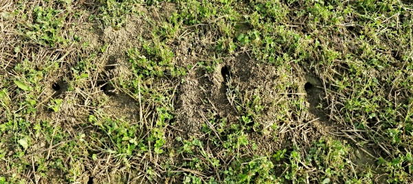  Proti hrabo&scaron;i jsou nej&uacute;činněj&scaron;&iacute; opatřen&iacute; prov&aacute;děn&aacute; na jaře