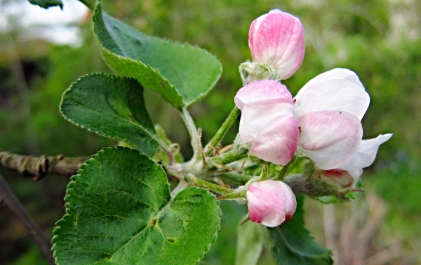 Nejpozději na počátku květu ošetřujeme proti přezimujícím škůdcům