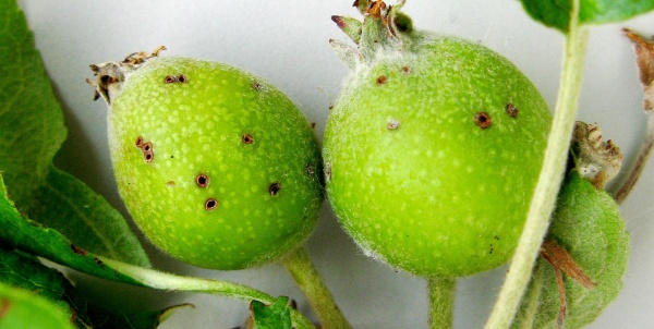 Poškozené plody zobonoskami