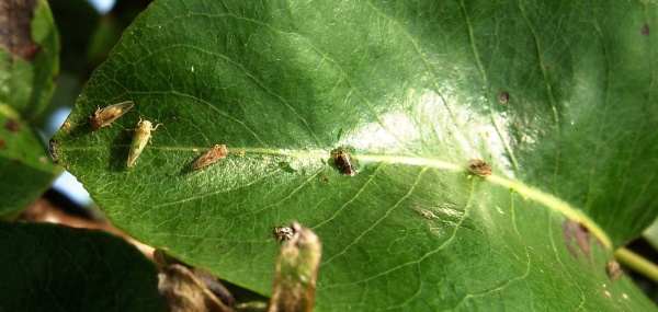 Mera skvrnitá se škůdcem hrušní