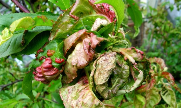 Fungicidní ošetření po vyrašení nebo po objevení příznaků kadeřavosti je neúčinné