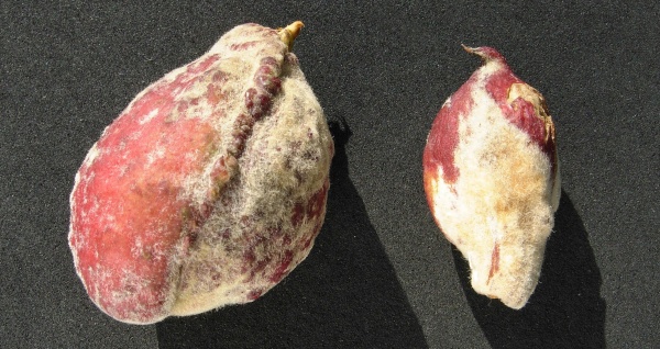 Broskev napadená kadeřavostí