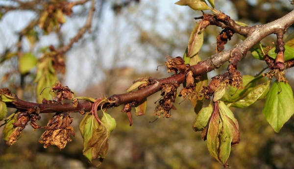 Fungicidní ošetření proti moniliovému úžehu je účinné v době začátku kvetení