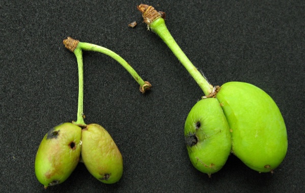 Poškozené švestky pilatkami