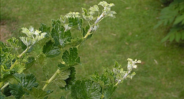 dé padlí angreštu na letorostech