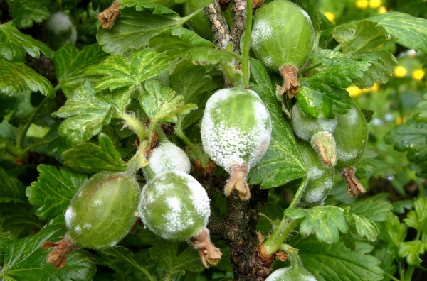 Hnědé padlí angreštu na plodech - počátek infekce