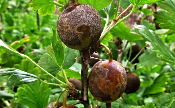 Hnědé padlí angreštu na plodech