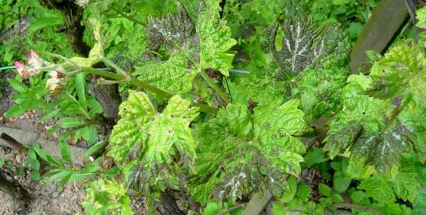 Kadeřavost révy způsobená roztoči