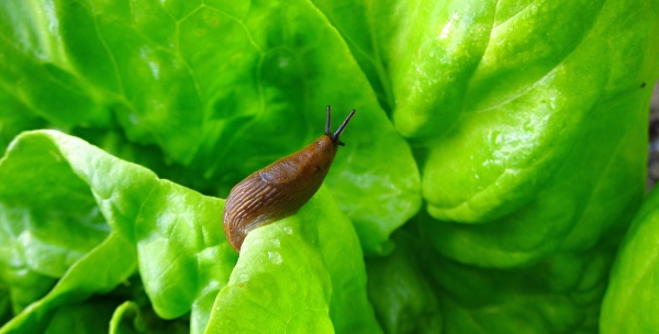 V zahradních kulturách škodí slimáčči celoročně