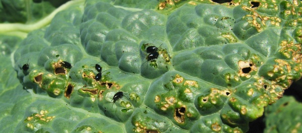 Dřepčíci škodí na košťálovinách