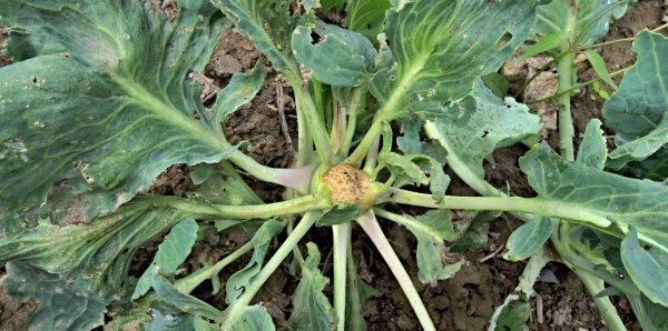 Vyslepnutí košťálovin může být různého původu